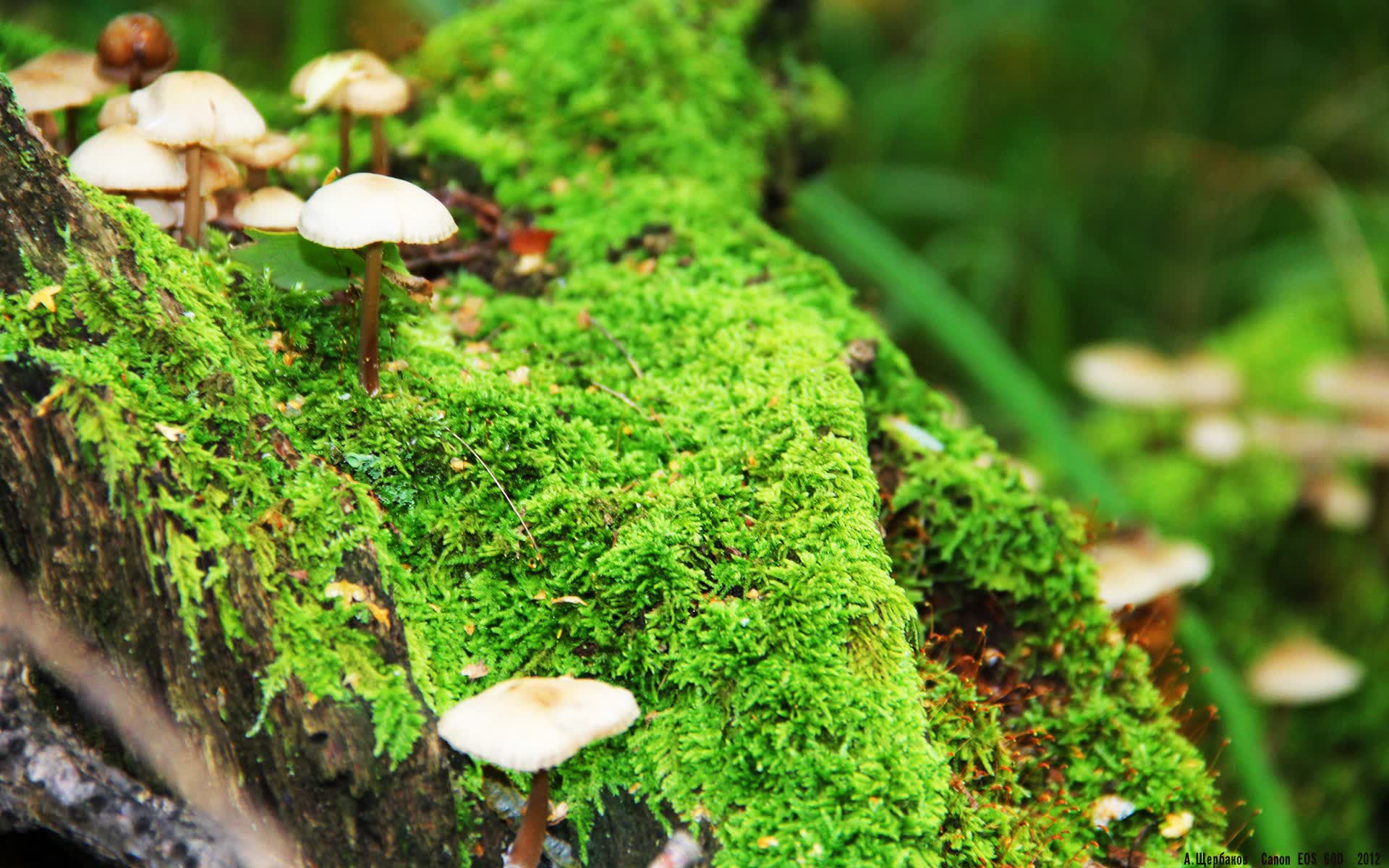 世界体操团体赛赛场评分回放系统用户案例征集活动启动,世界体操2021